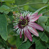Passiflora 'Victoria'
