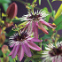 Passiflora 'Victoria'