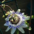 Passiflora caerulea