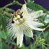 Passiflora caerulea 'Const.Elliott'