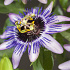 Passiflora caerulea 'Damsel's Delight' 