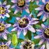 Passiflora caerulea 'Damsel's Delight' 