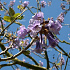 Paulownia tomentosa