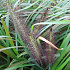 Pennisetum alopecuroides 'Viridescens'
