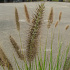 Pennisetum alopecuroides 'Viridescens'