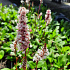 Persicaria affinis 'Superba'