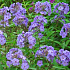 Phlox paniculata 'Blue Boy'
