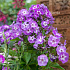 Phlox paniculata 'Blue Boy'