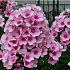 Phlox paniculata 'Bright Eyes'
