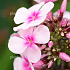 Phlox paniculata 'Bright Eyes'