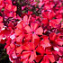 Phlox paniculata 'Starfire'