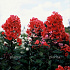 Phlox paniculata 'Starfire'