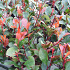 Photinia fraseri 'Little Red Robin'