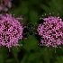Phuopsis stylosa