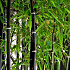 Phyllostachys nigra