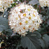 Physocarpus opulifolius 'Diabolo'