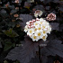 Physocarpus opulifolius 'Diabolo'