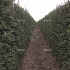 Quick Hedge Haagelement 100cm lang x 200cm hoog