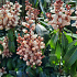 Pieris japonica 'Bonfire'