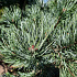 Pinus sylvestris 'Watereri'