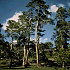 Pinus sylvestris