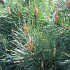Pinus sylvestris