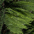 Polystichum aculeatum