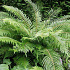 Polystichum setiferum 'Herrenhausen'