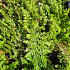 Polystichum setiferum 'Herrenhausen'
