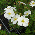 Potentilla fruticosa 'Abbotswood'