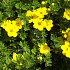 Potentilla fruticosa 'Goldfinger'