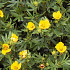 Potentilla fruticosa 'Kobold'