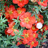 Potentilla fruticosa 'Red Ace'