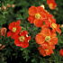 Potentilla fruticosa 'Red Ace'