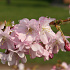 Prunus 'Accolade'