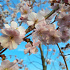 Prunus 'Accolade'