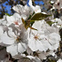 Prunus 'Accolade'
