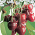 Prunus cerasus 'Morello'