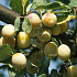 Prunus domestica 'Mirabelle de Nancy'
