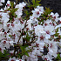 Prunus incisa 'Kojou-no-mai'