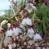 Prunus incisa 'Kojou-no-mai'