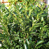 Prunus laurocerasus 'Caucasica'