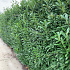 Prunus laurocerasus 'Caucasica'