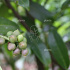 Prunus laurocerasus 'Genolia Mariblon'