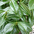 Prunus laurocerasus 'Novita'