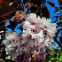 Prunus serrulata 'Royal Burgundy'