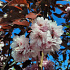 Prunus serrulata 'Royal Burgundy'