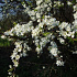 Prunus spinosa