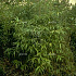 Pseudosasa japonica