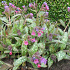Pulmonaria saccharata 'Mrs Moon'
